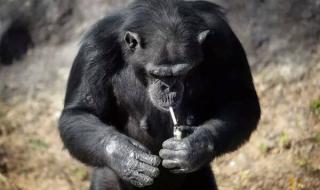 饲养员暴击猩猩脸部 饲养员暴击猩猩脸部