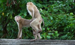 什么动物最吓人 什么动物最吓人