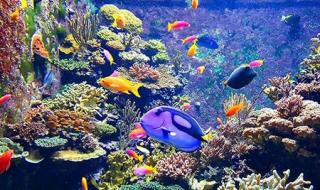 新加坡旅游签证 新加坡旅游签证