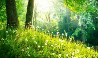 关于描写春天的词语 关于描写春天的词语